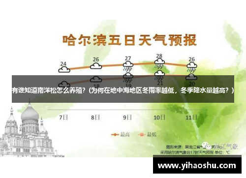 有谁知道南洋松怎么养殖？(为何在地中海地区冬雨率越低，冬季降水量越高？)